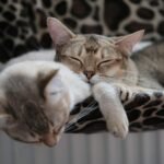 cat tricks: cat Two domestic tabby cats resting peacefully on a patterned hammock indoors, exuding warmth and coziness.