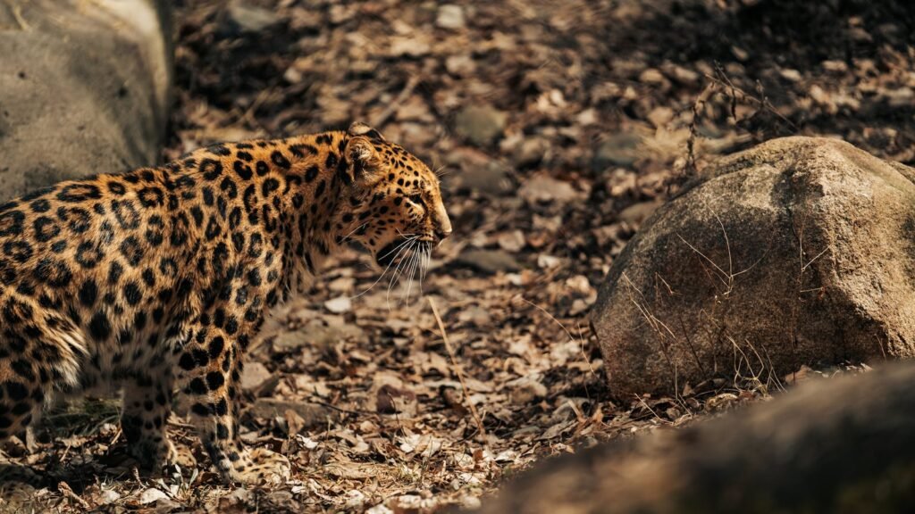 Big Cats Communicate