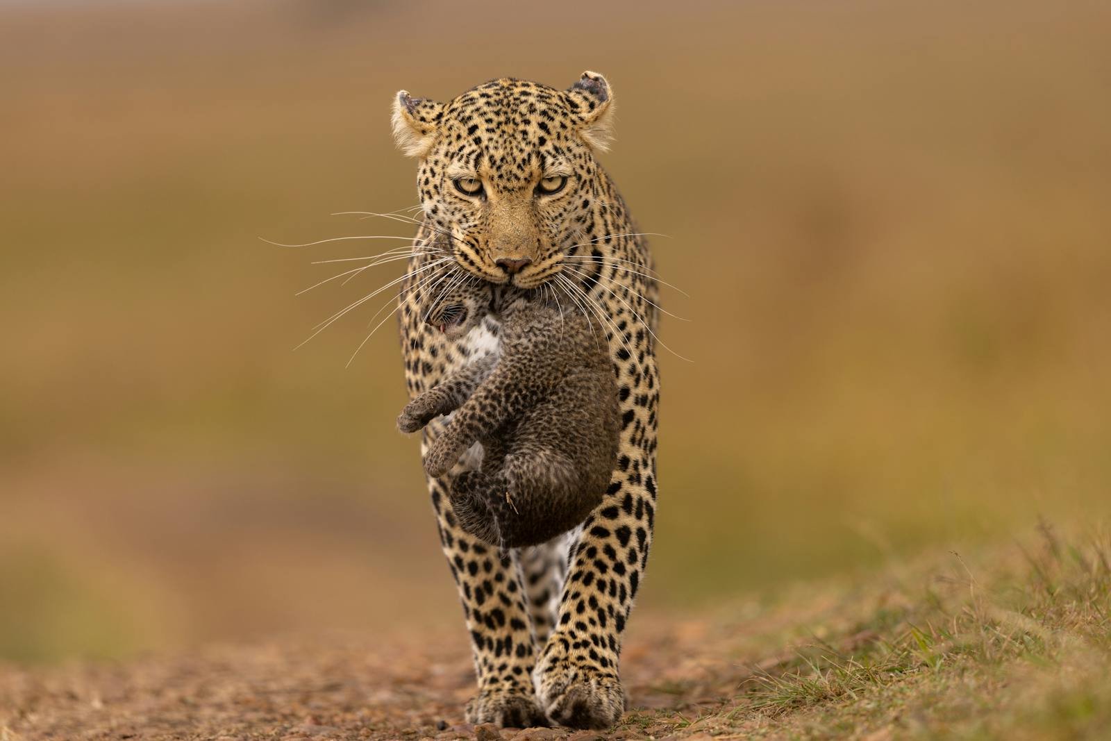 Photo by Bharath Kumar Venkatesh A mother African leopard carrying her cub in the Maasai Mara, Kenya, showcasing wildlife care.