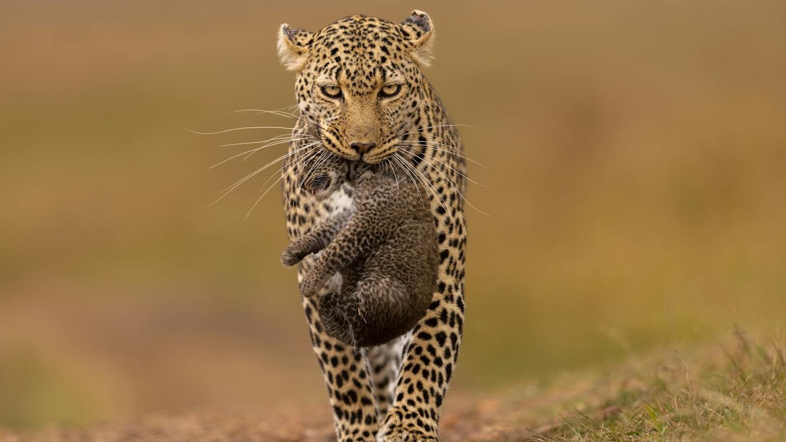 A leopard walking confidently with its prey, a small animal held in its mouth, against a blurred background of a grassy savanna.