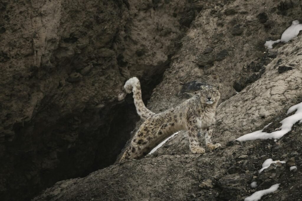 A striking image of a snow leopard in Kaza, Himachal Pradesh, India