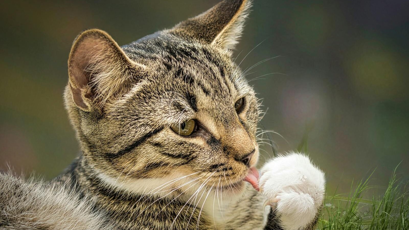 A close-up of a tabby cat grooming itself with its tongue, showcasing its attentive ears and intricate fur patterns, set against a blurred outdoor background.