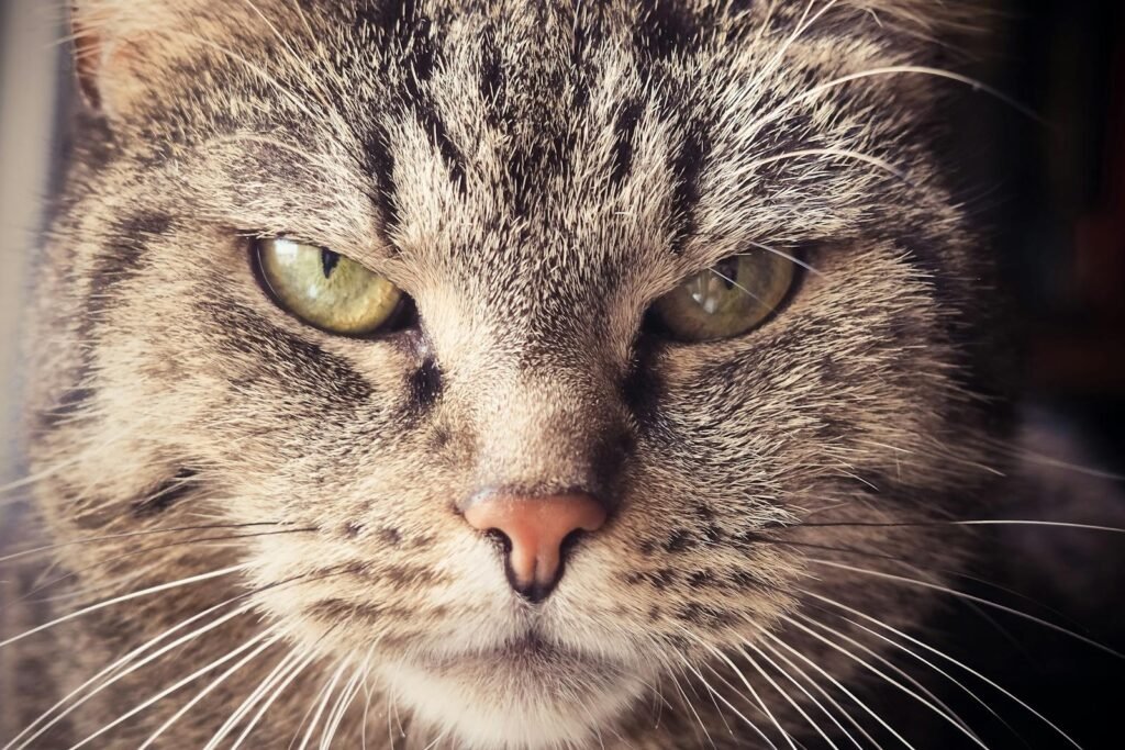 Detailed close-up of a tabby cat's face showcasing its expressive eyes and fur texture.