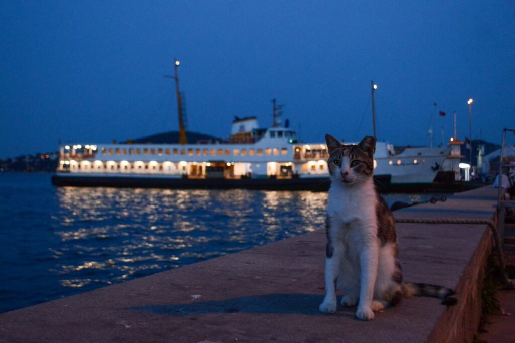 A cat sits on a pier at twilight with a ferry illuminated in the background.
