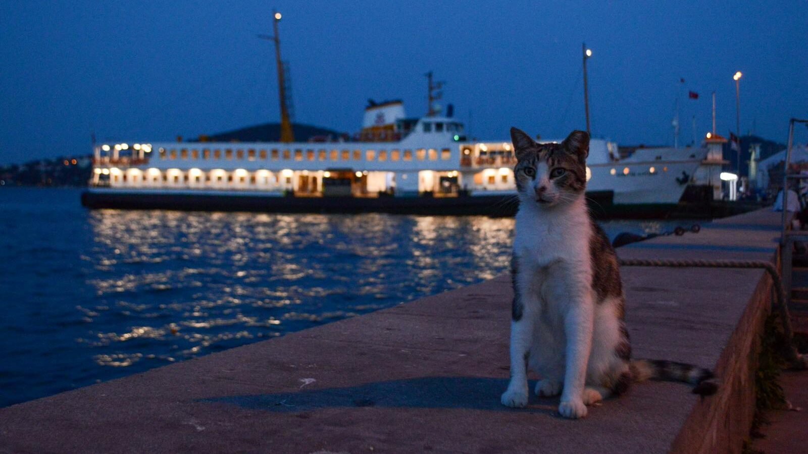 A cat sitting on a dock at dusk with illuminated ships in the background, reflecting light on the calm water, creating a serene maritime atmosphere.