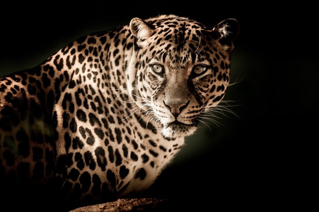 Cat Vision leopard, wildcat, wildlife, safari, africa, close up, eyes, menacing, carnivore, animal, animal world, wildlife photography, portrait, leopard, leopard, nature, leopard, leopard, leopard