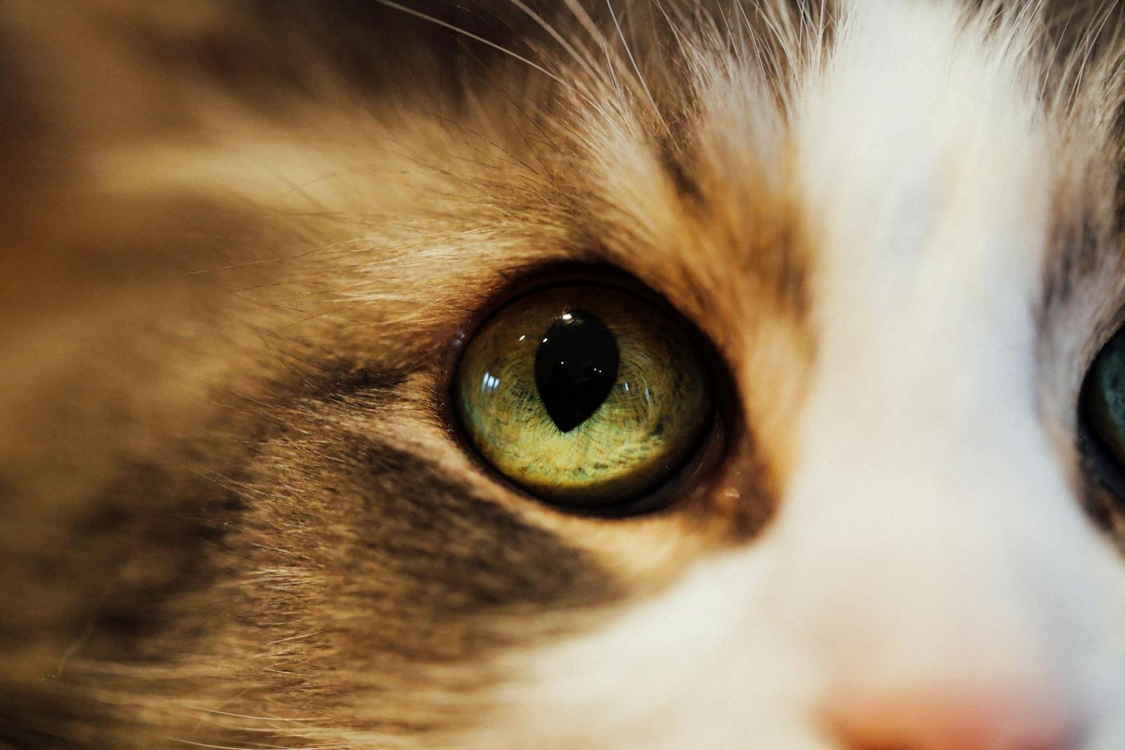 Photo by Kelly Cats see: Detailed close-up of a cat's eye showcasing its vibrant colors and intricate details.