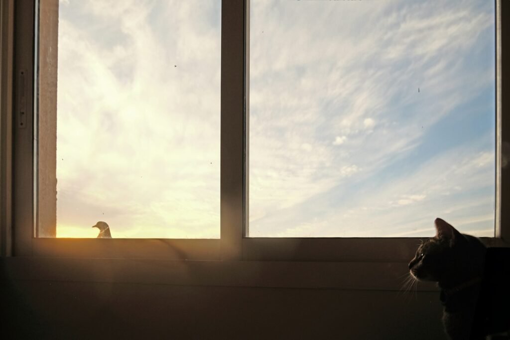 a cat sitting in front of a window looking out at the sky