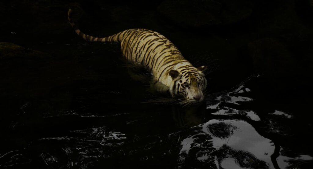 a tiger in the dark