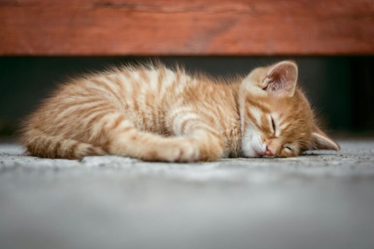 Diets for Keeping Indoor Cats