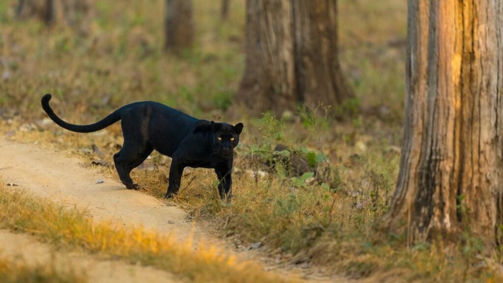 A black jaguar walking stealthily along a dirt path in a forest, its sleek body blending with the shadows.
