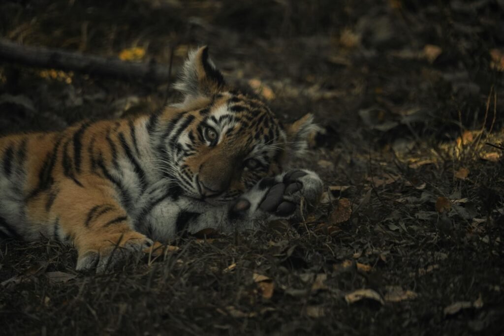 A young tiger lying on the ground in a forest setting, gazing softly with its paw stretched out amid fallen leaves.