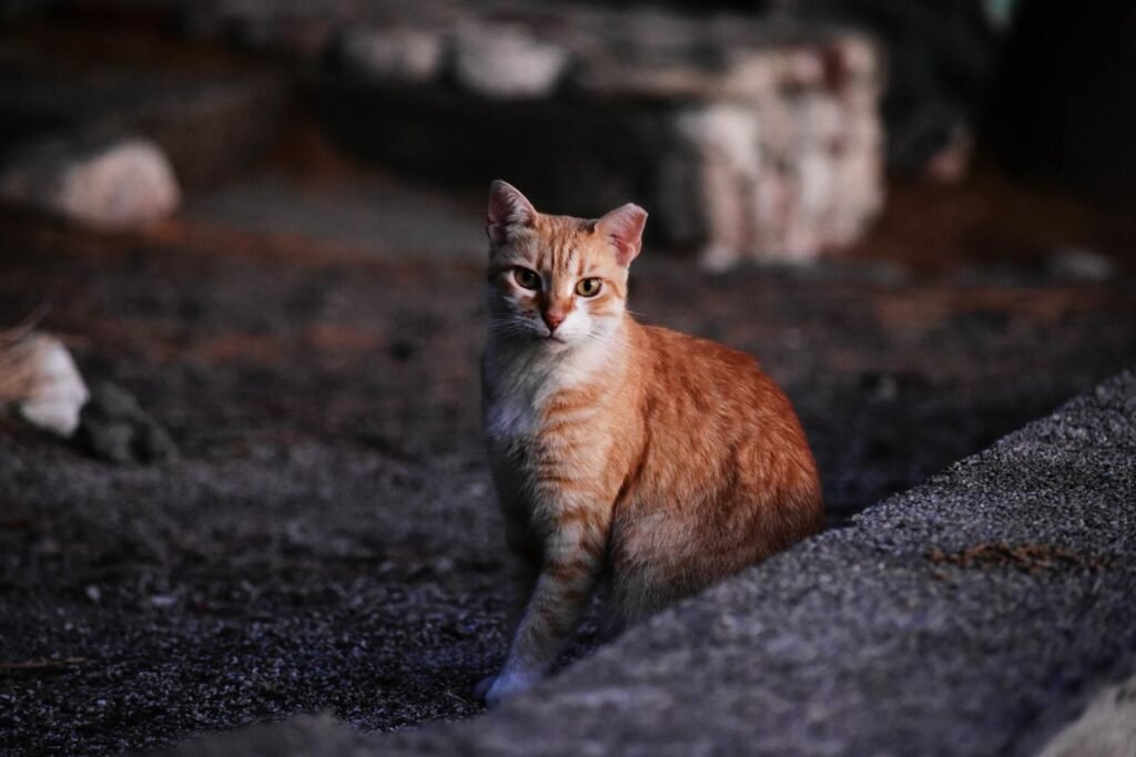 Ginger cat soaking in sunset light amidst aged ruins in Montenegro.