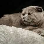 Cat at Home
