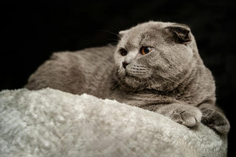 Cat at Home