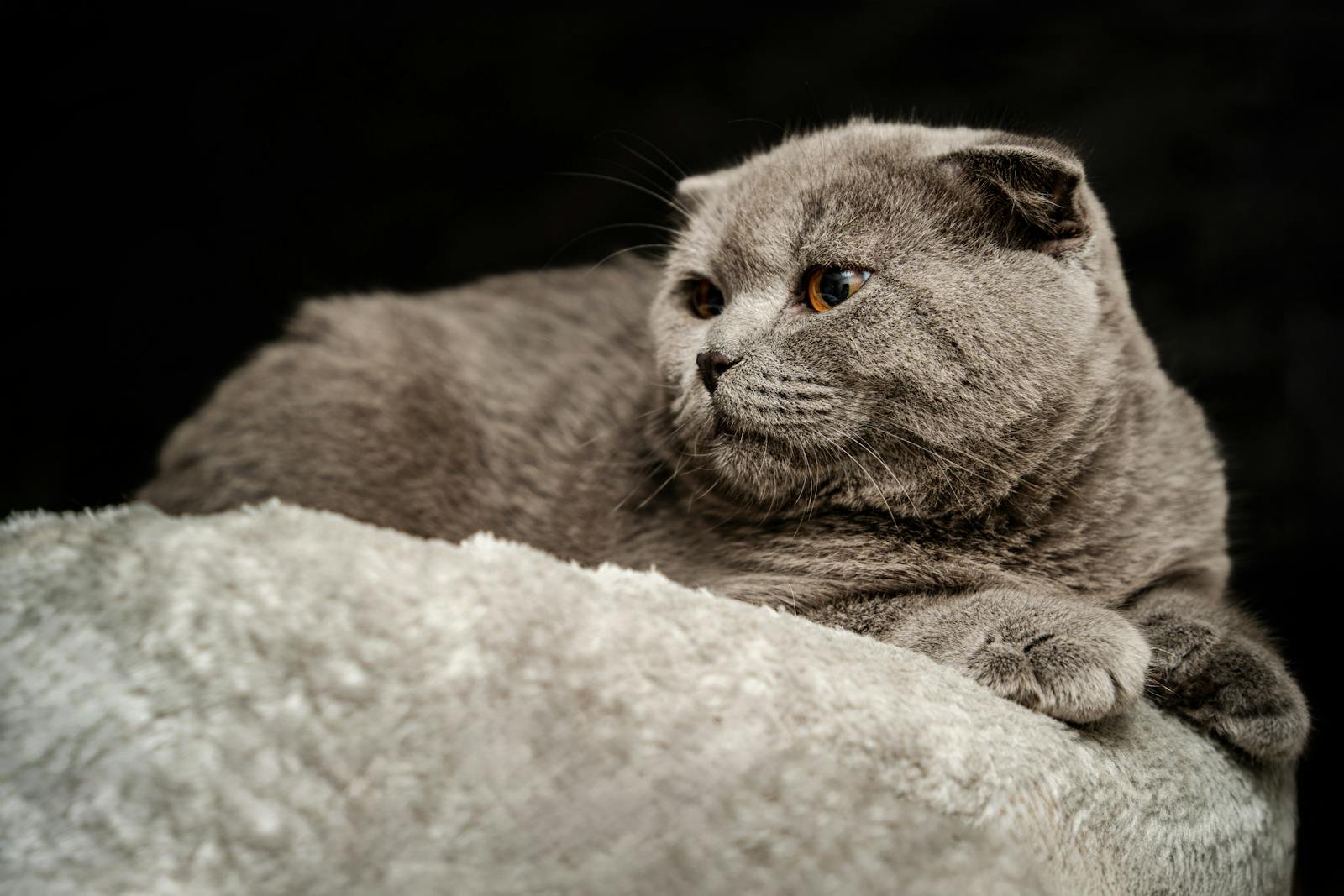 Cat at Home