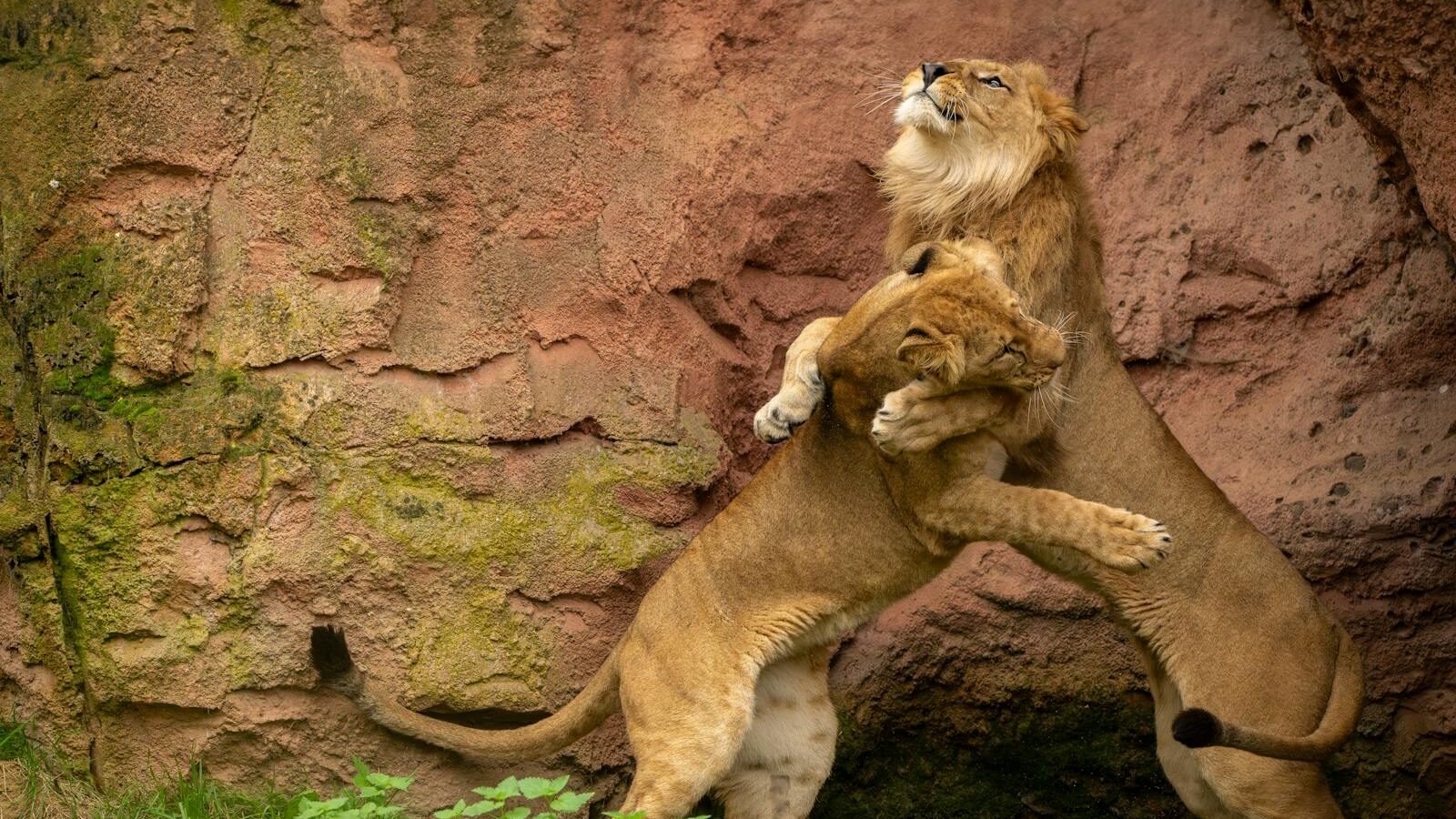 Two lions engage in a powerful interaction against a rocky backdrop, showcasing their strength, agility, and natural hunting instincts.