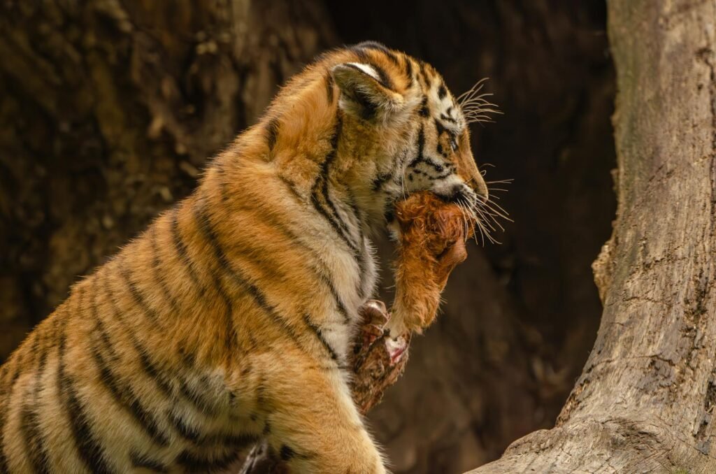 Tiger cub holding a piece of prey in its mouth, showcasing natural predator behavior.