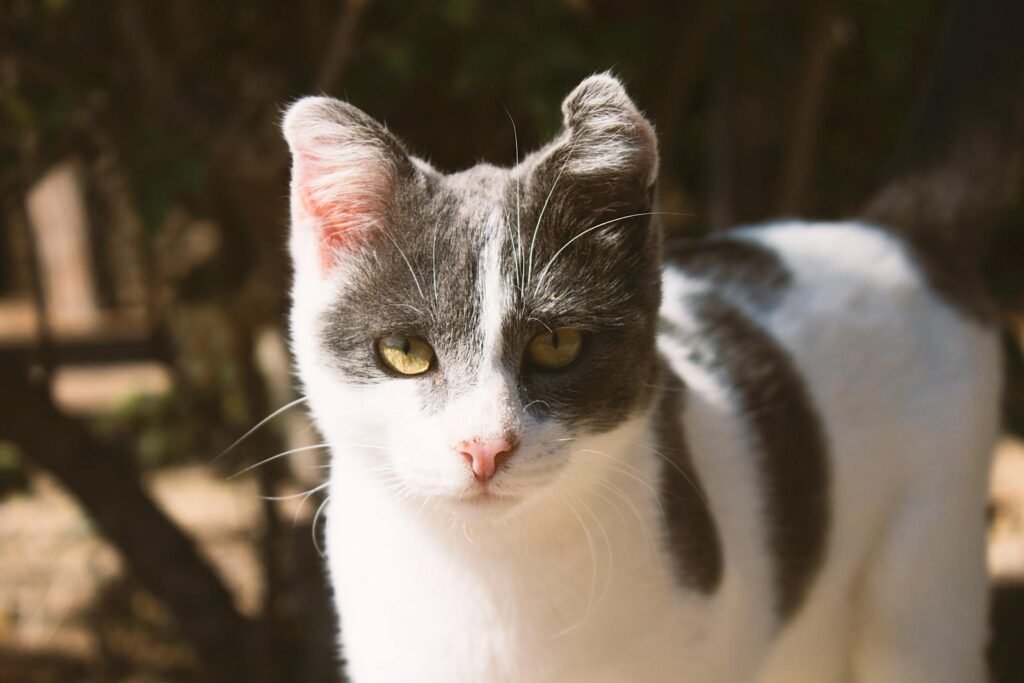 A close-up portrait of a gray and white cat with bright eyes outdoors.