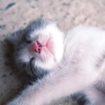 cat history: Adorable kitten peacefully sleeping, showcasing its cute pink nose and soft fur.