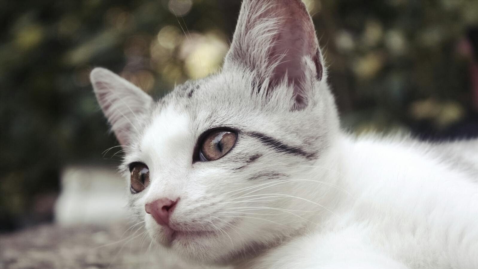 A close-up of a white and gray cat lying outdoors, with its ears alert and eyes focused, seemingly listening to sounds in its surroundings.