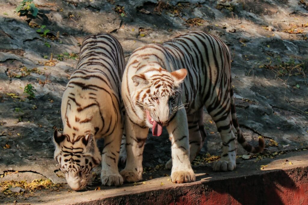 cat stories: Two majestic white Bengal tigers standing close together, displaying their unique stripe patterns.