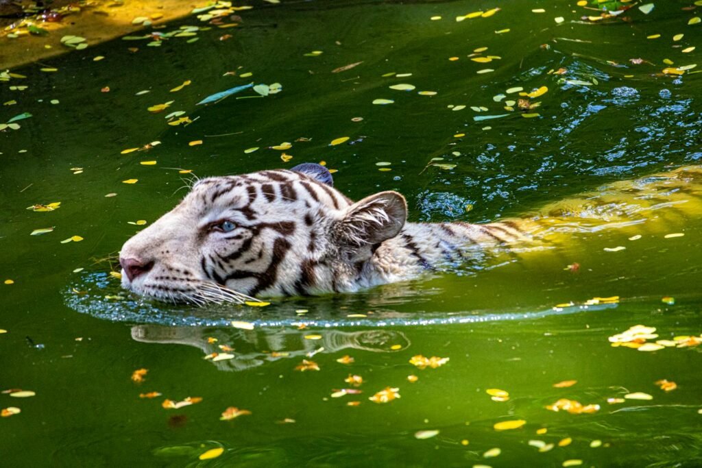 A stunning white tiger gracefully swimming in vibrant green water surrounded by fallen leaves.