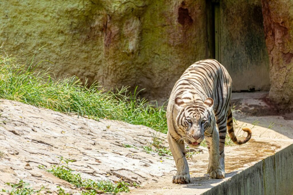 Majestic Bengal tiger strolling through its natural habitat on a sunny day.