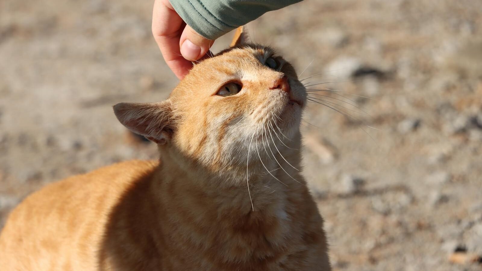 An orange cat enjoying a gentle pat on the head from a person's hand, expressing trust and affection in an outdoor setting.