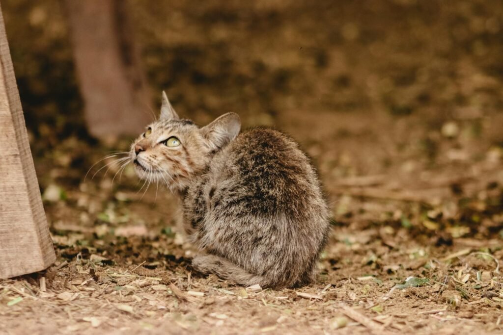 The Hidden World of Feral Cats in Urban Areas
