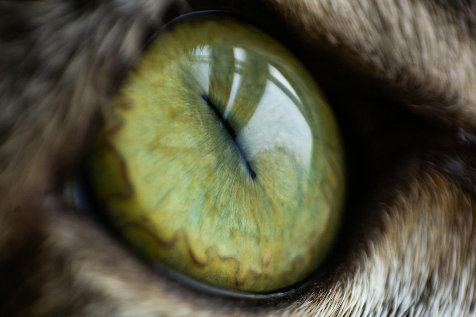 Photo by Raphael Brasileiro Cats see: Close-up macro shot of a green cat eye, showcasing intricate patterns and intense detail.