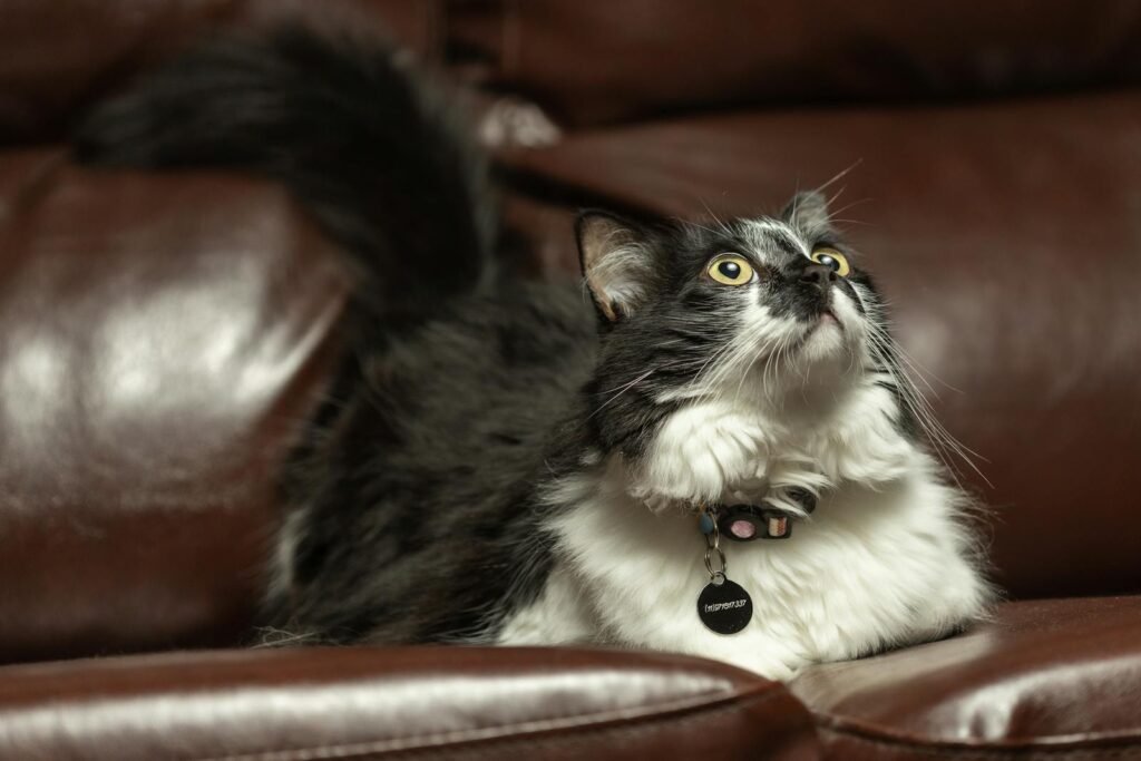 A fluffy black and white cat lounging on a brown leather sofa, looking curiously upward.