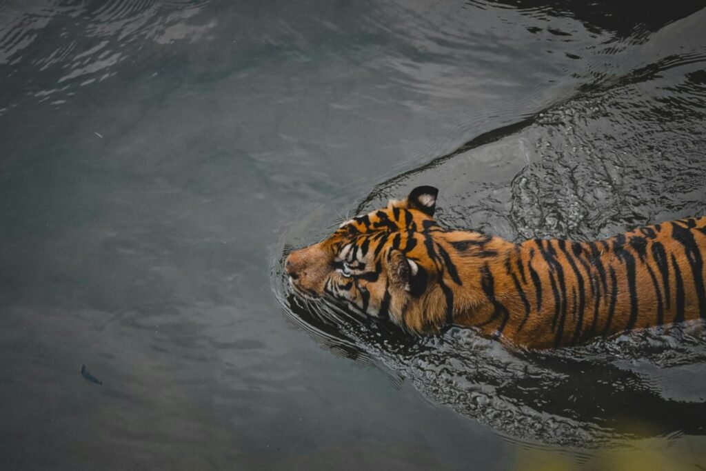 Cat Environment A majestic tiger gracefully swims through serene waters, showcasing its strength and elegance.