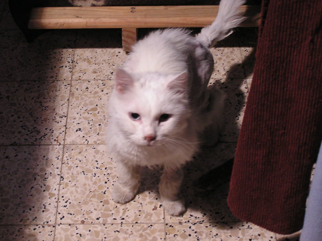 Rescue cat: Dr. Linda's rescued cat: The Turik