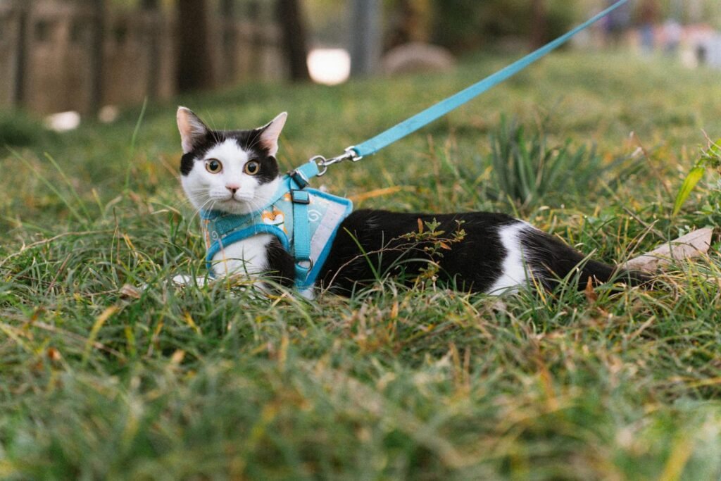 A curious black and white cat with a blue harness lying on grass outdoors.