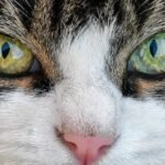 Close-up of a cat's face with bright green and yellow eyes making direct eye contact