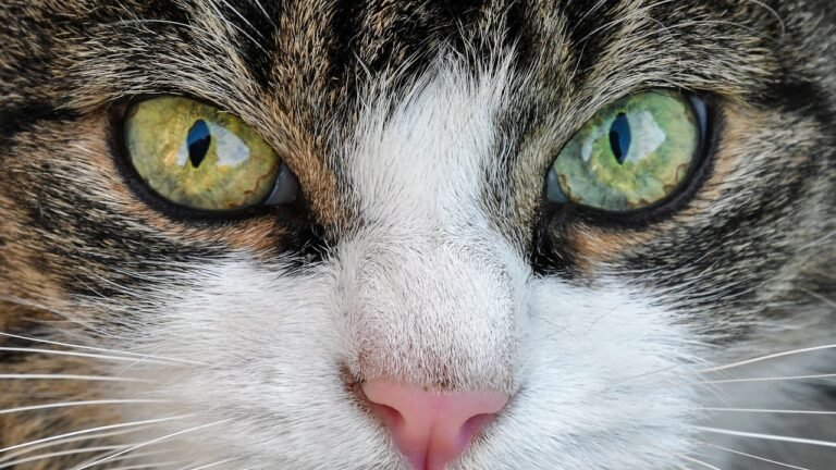 Close-up of a cat's face with bright green and yellow eyes making direct eye contact