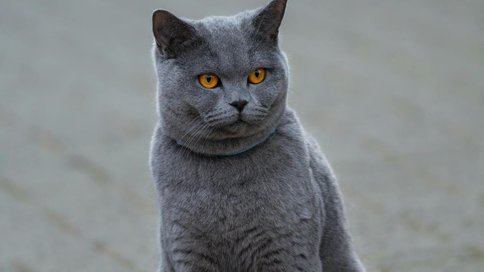 A British Shorthair cat with a dense blue-gray coat and striking amber eyes sits calmly, displaying its characteristic loyalty and poise.