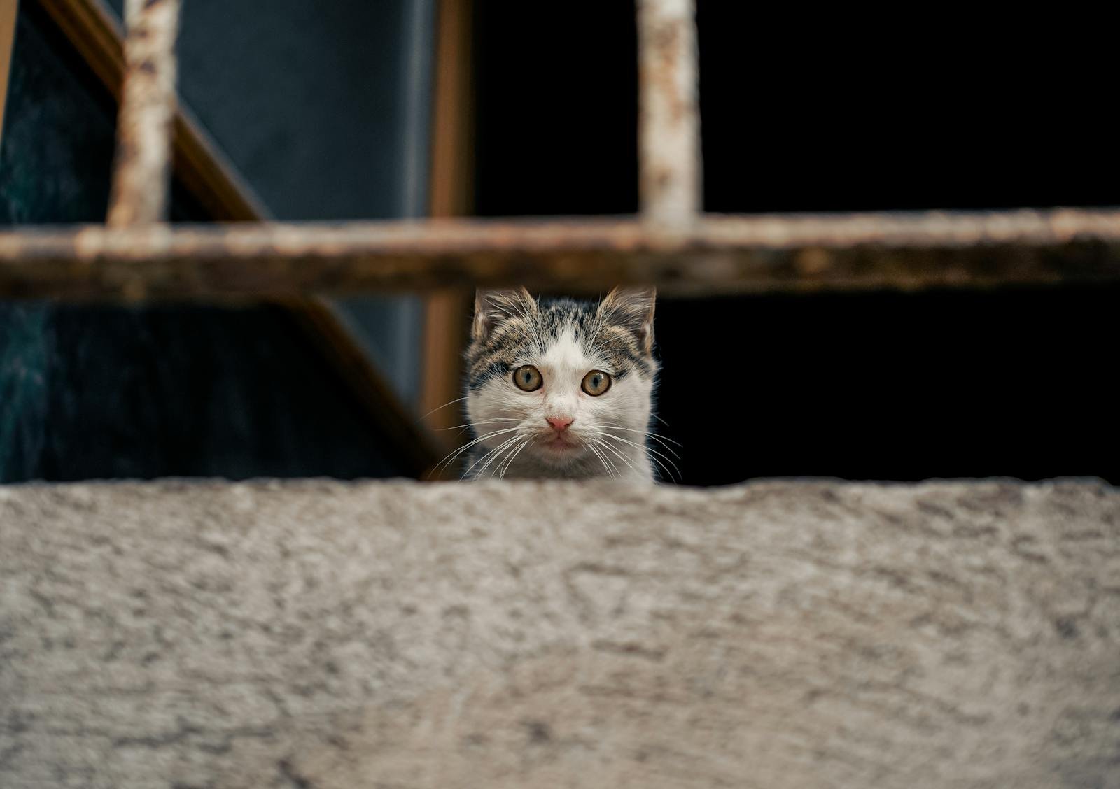 Photo by Oktay Köseoğlu A curious cat peeks over a concrete wall in an urban outdoor setting, adding charm and mystery.