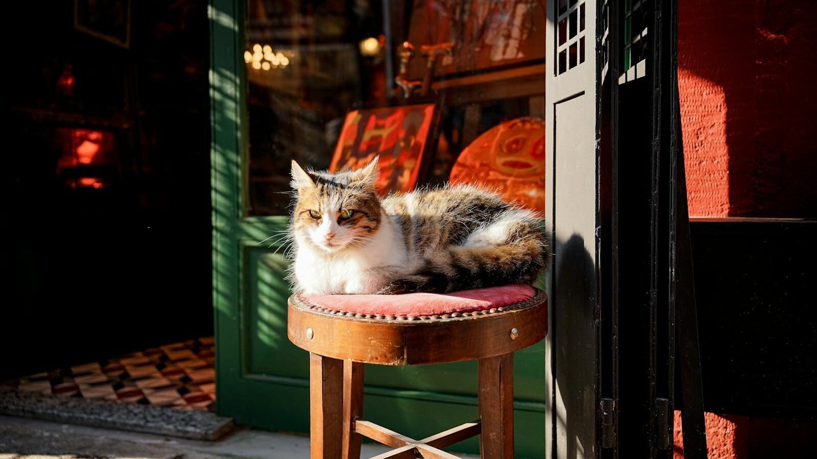 A serene cat relaxing on a stool outside a shop, basking in the sunlight.