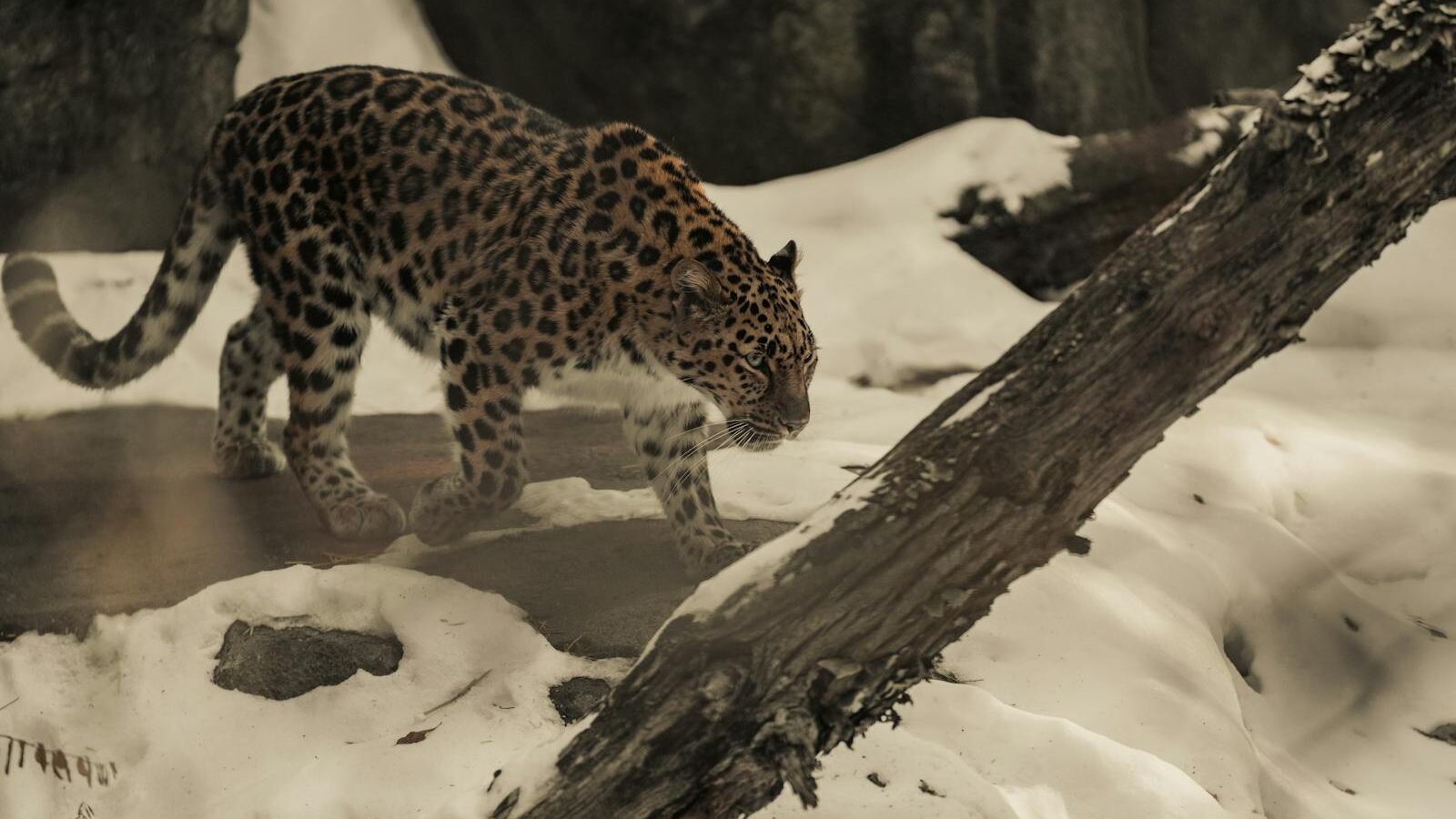 A leopard walking through the snow, its spotted coat blending into the wintry environment, demonstrating its natural adaptations.