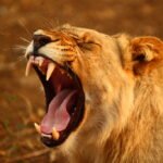 Lion roaring
