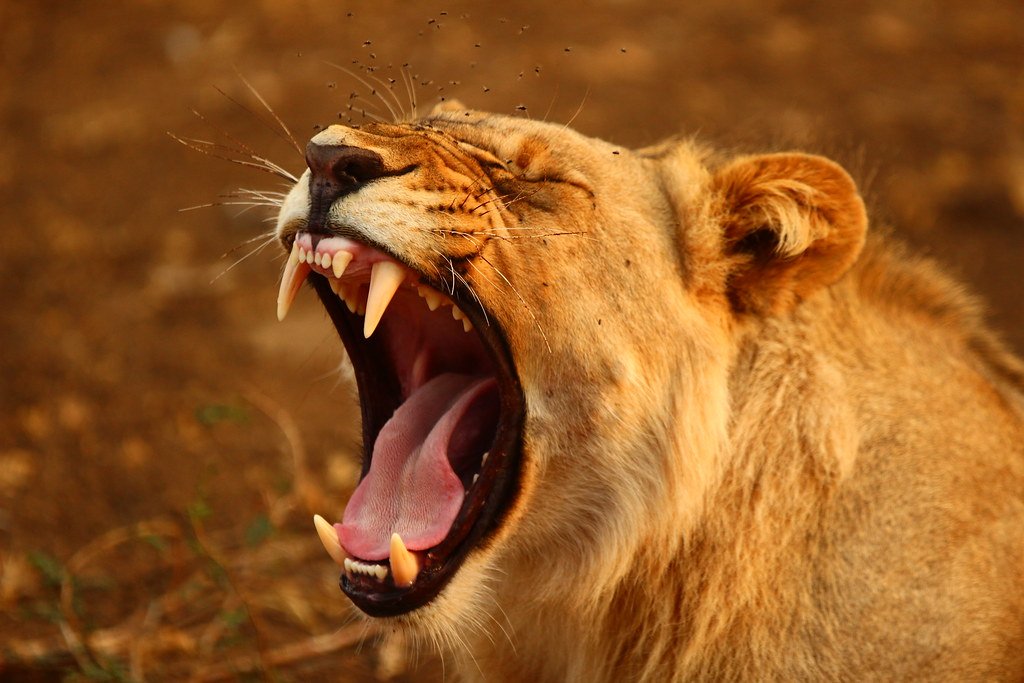 Lion roaring