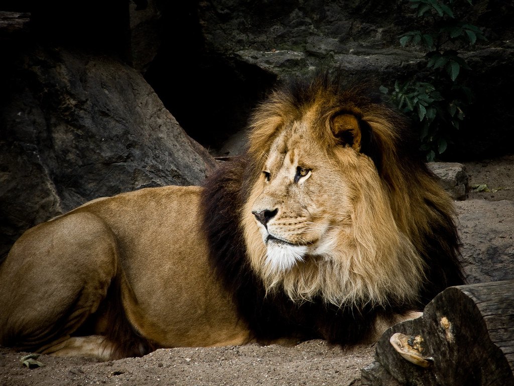 The Impact of Habitat Loss on Big Cat Populations