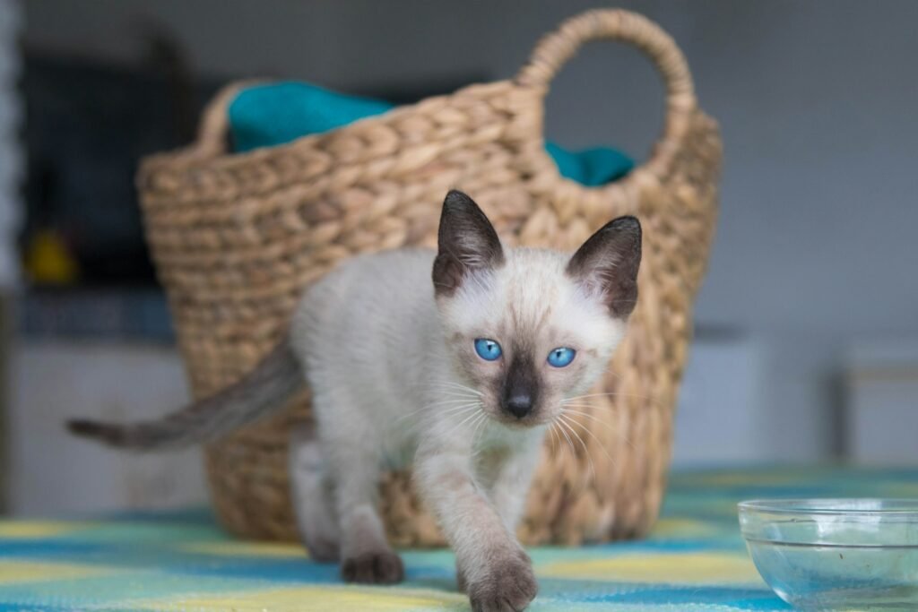 white and brown cat on brown woven basket