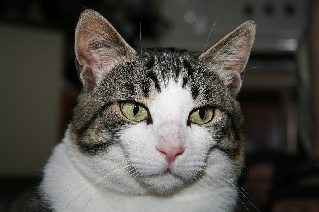 7 Ways to Help Your Indoor Cat Stay Active and Engaged