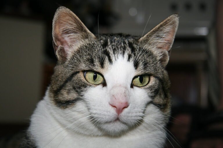 Cats