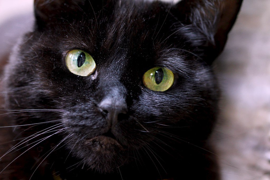 Cats as Companions in Royal Families