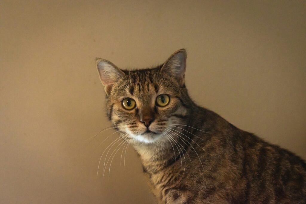 cat building: a cat sitting on top of a table next to a wall