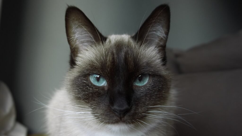Cat Breeds Are More Vocal closeup photo of white and black siamese cat